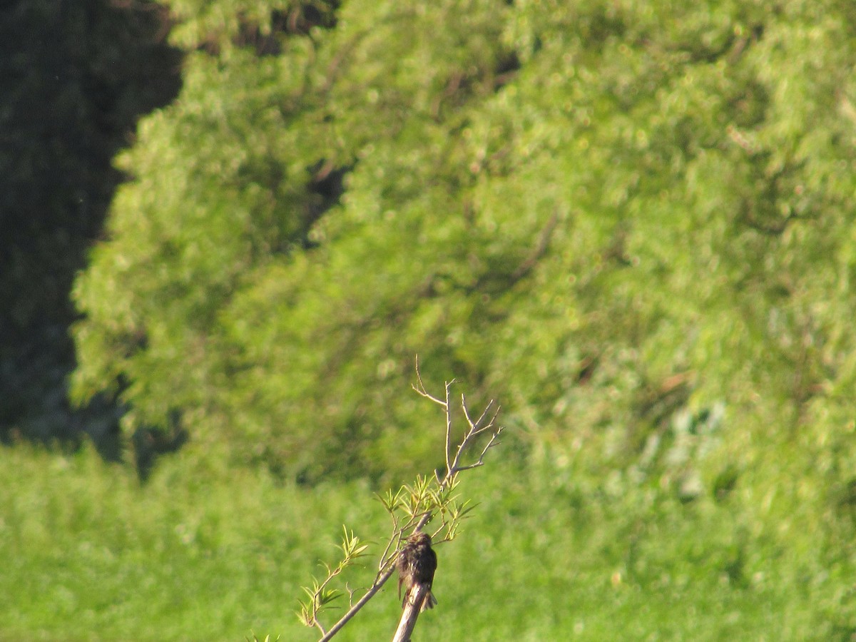 European Starling - ML620730963