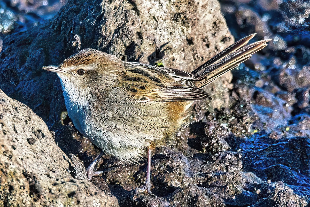 Little Grassbird - ML620730964