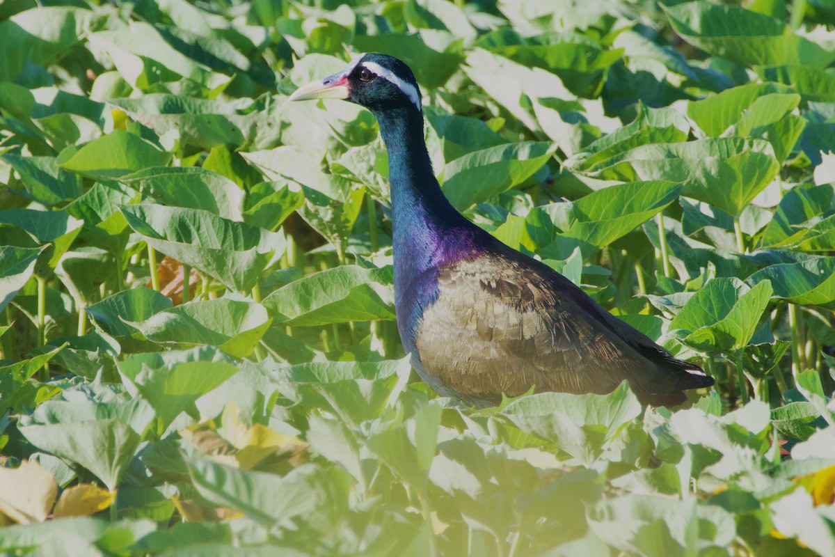 Bronze-winged Jacana - ML620730965