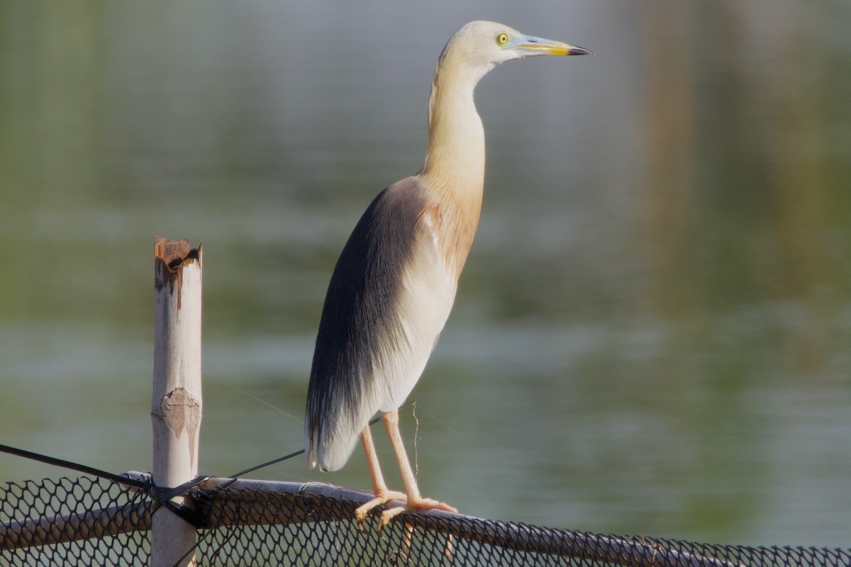 Javan Pond-Heron - ML620730967