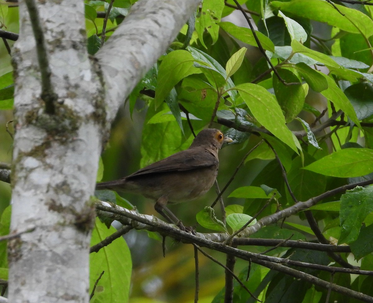 Spectacled Thrush - ML620730968