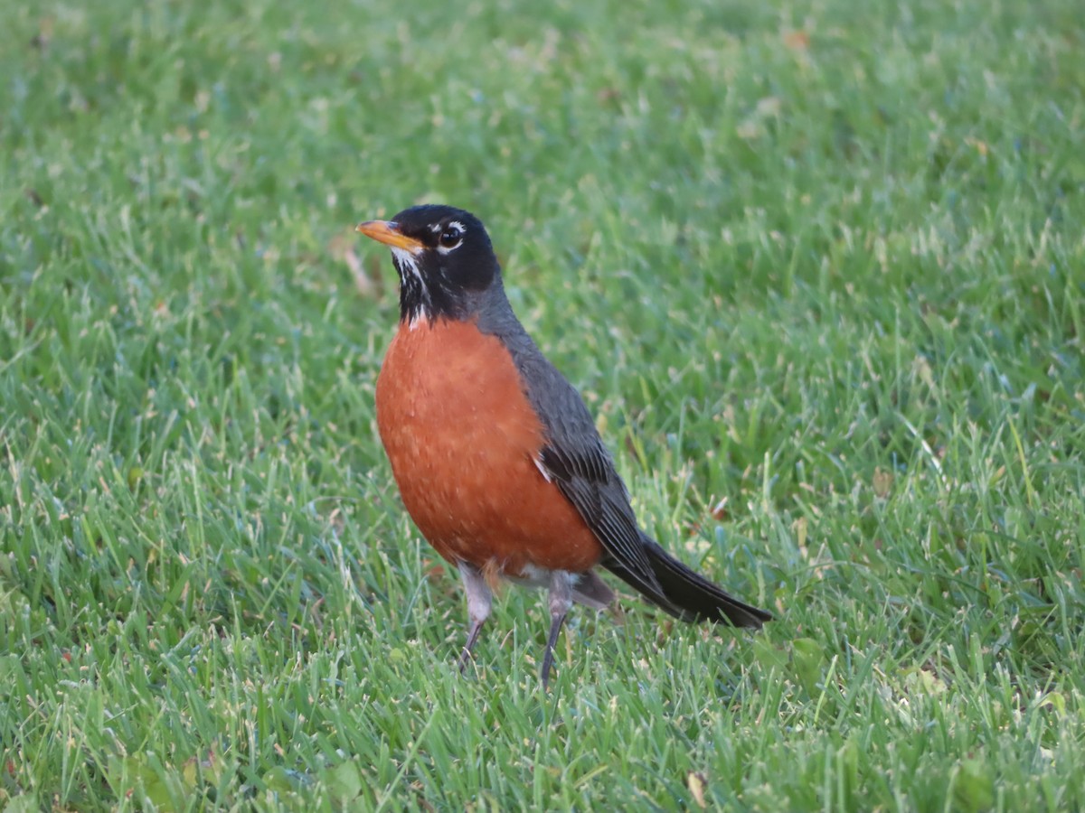 American Robin - ML620730970