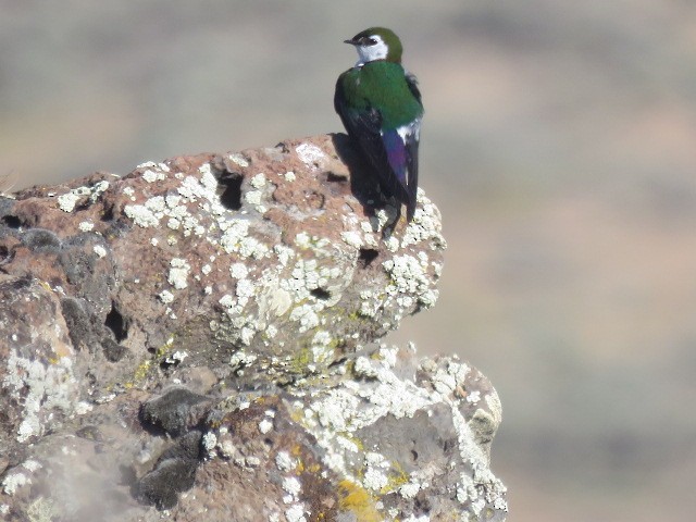 Violet-green Swallow - ML620730972