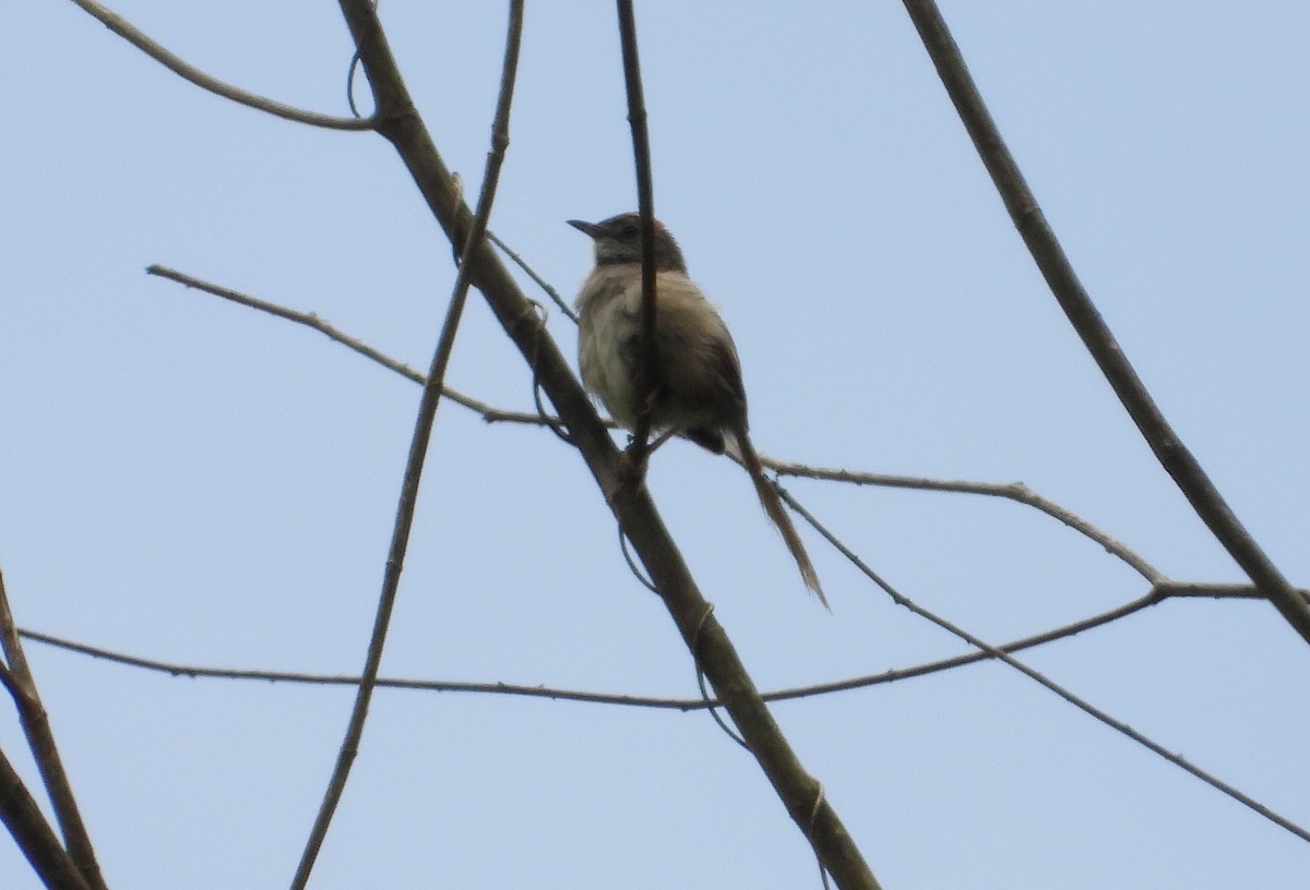 Pale-breasted Spinetail - ML620730974