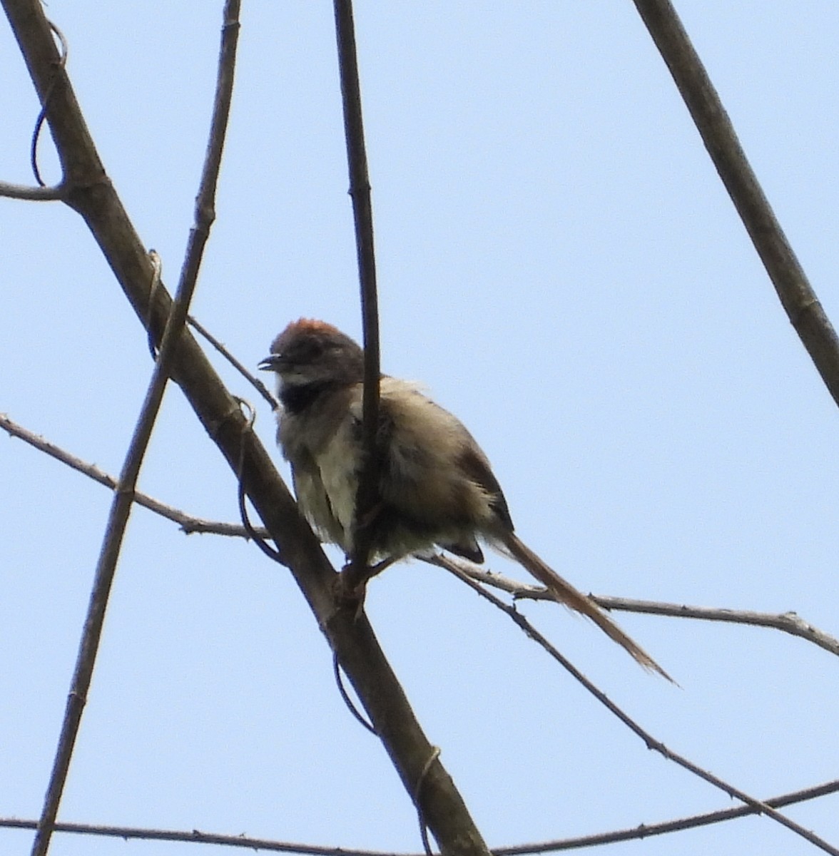 Pale-breasted Spinetail - ML620730975