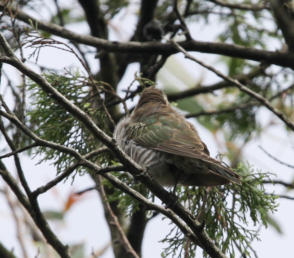 Horsfield's Bronze-Cuckoo - ML620730978