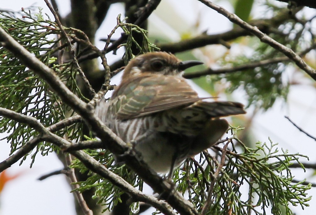 Horsfield's Bronze-Cuckoo - ML620730979