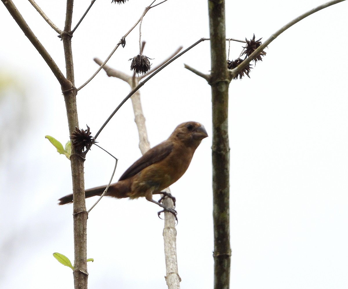 Ultramarine Grosbeak - ML620730981