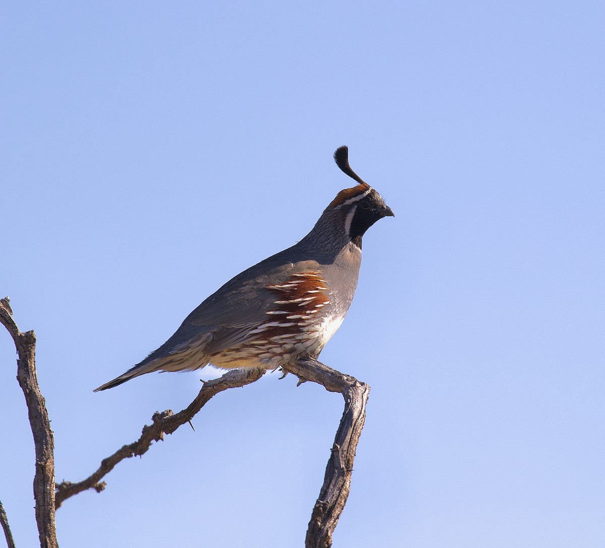 Gambel's Quail - ML620730982