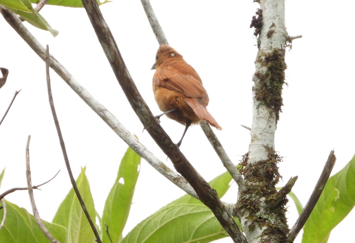 White-lined Tanager - ML620730985