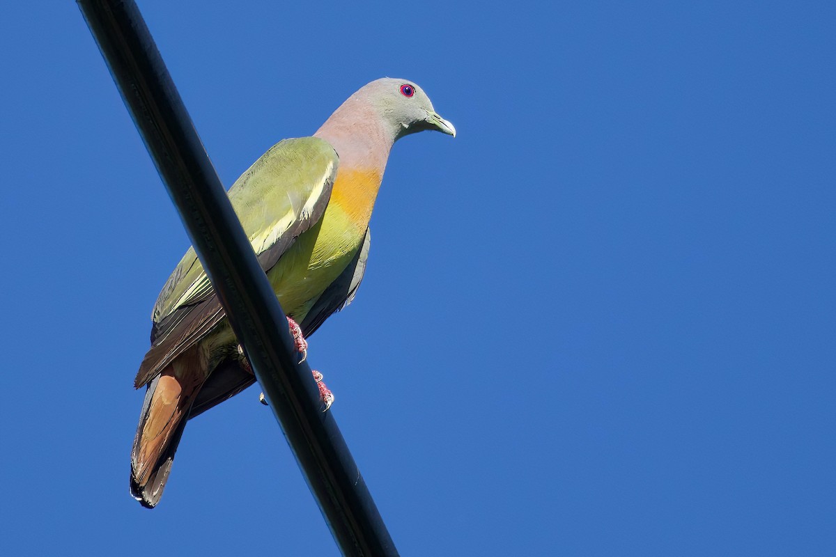 Pink-necked Green-Pigeon - ML620730988