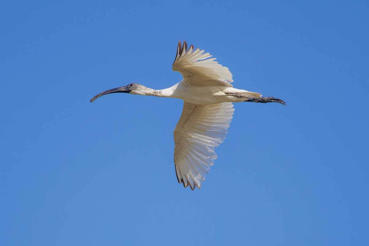 ibis černohlavý - ML620730992