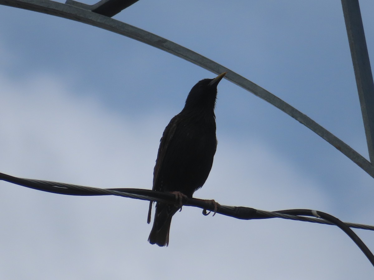 European Starling - ML620730993