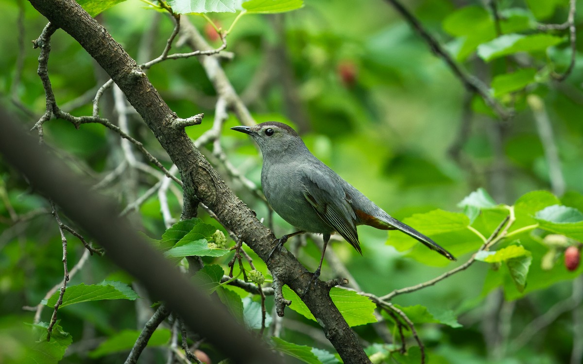 Кошачий пересмешник - ML620730994