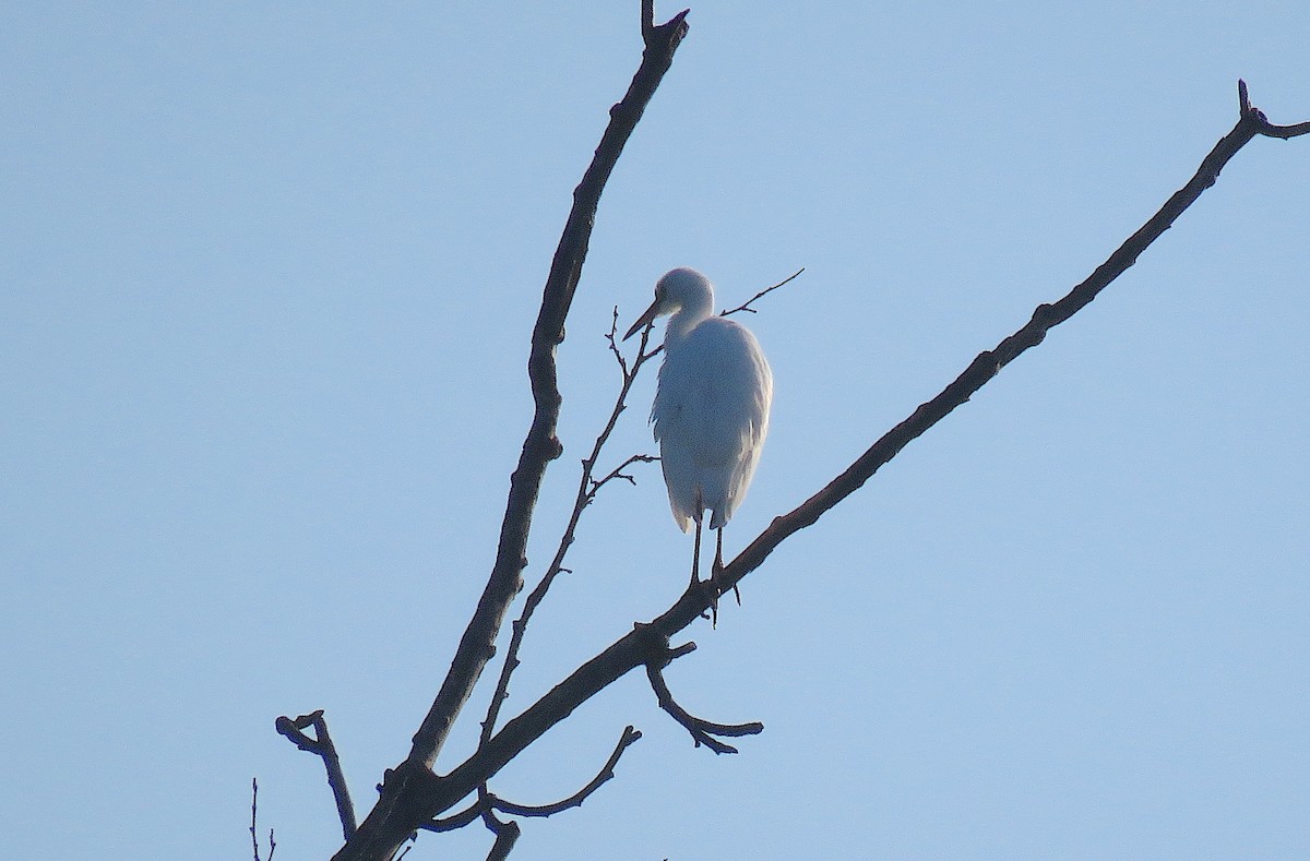 Great Egret - ML620730997