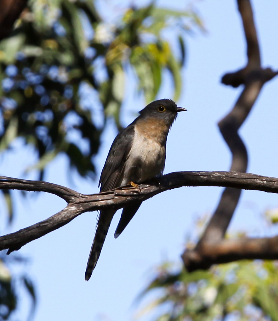 Fan-tailed Cuckoo - ML620731001