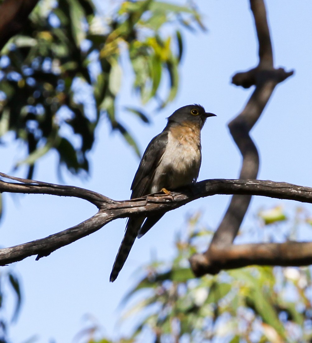 Fan-tailed Cuckoo - ML620731002