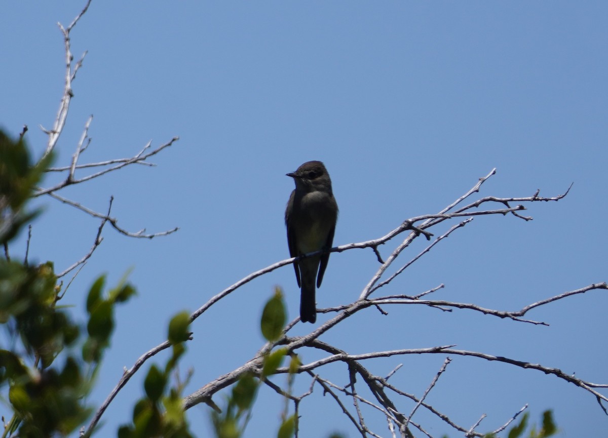 Western Wood-Pewee - ML620731006