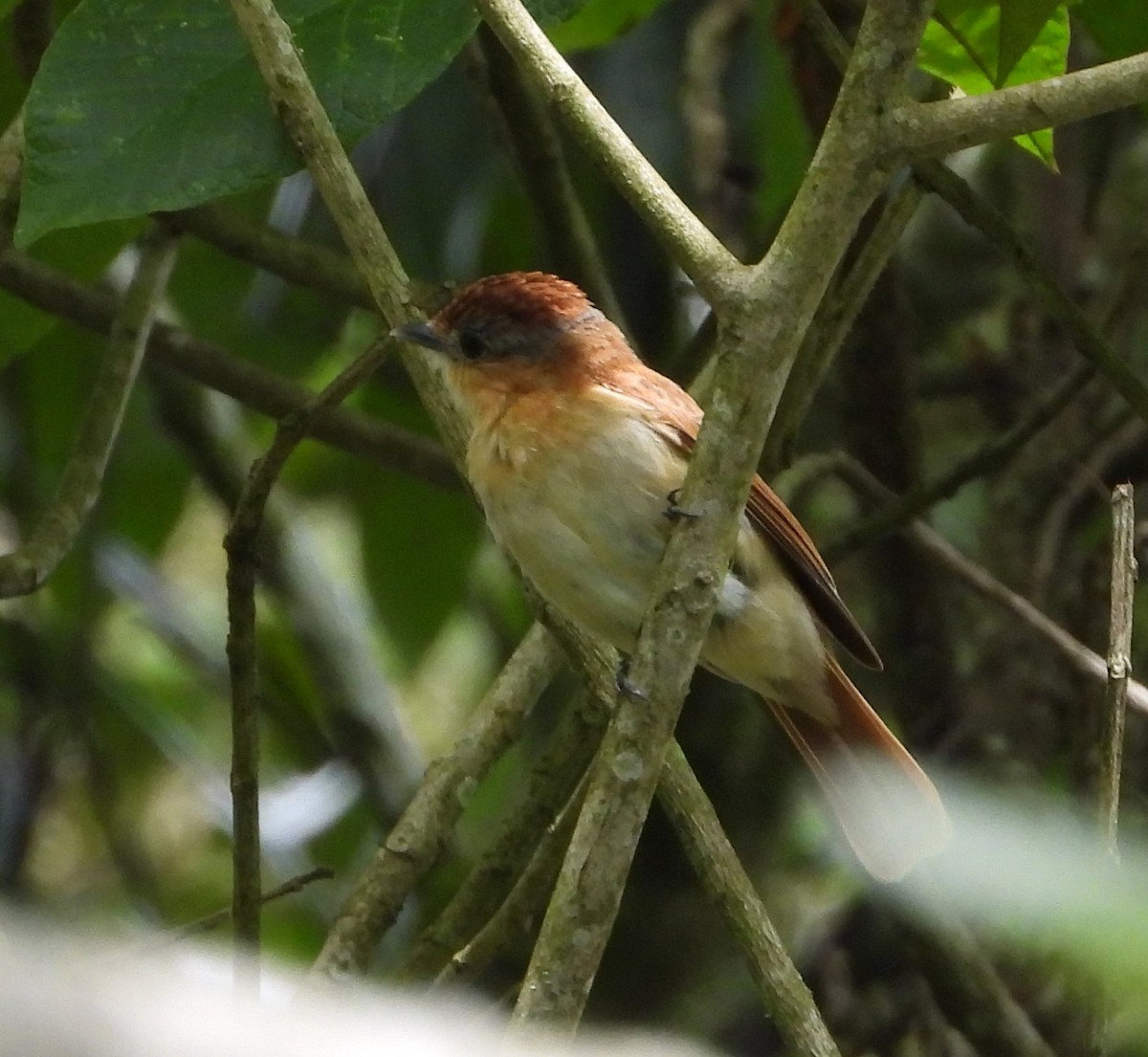 Chestnut-crowned Becard - ML620731009