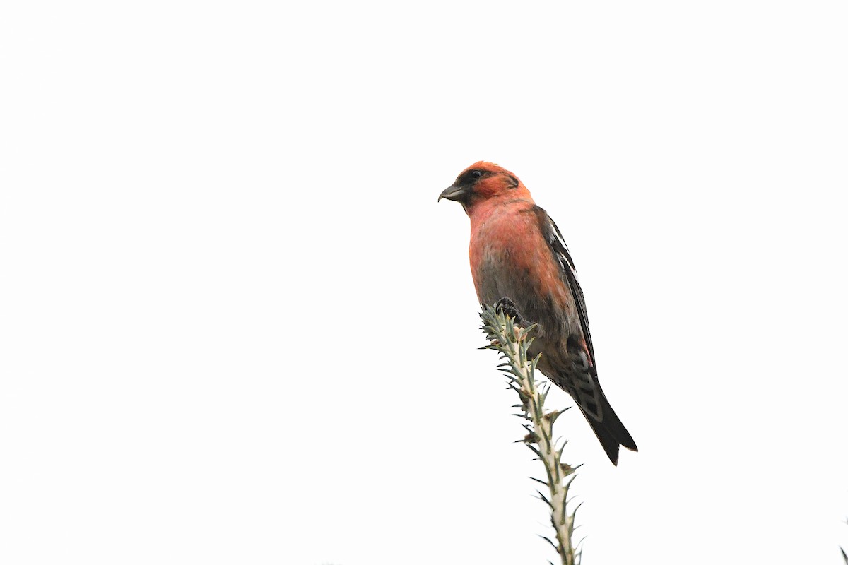 White-winged Crossbill - ML620731013