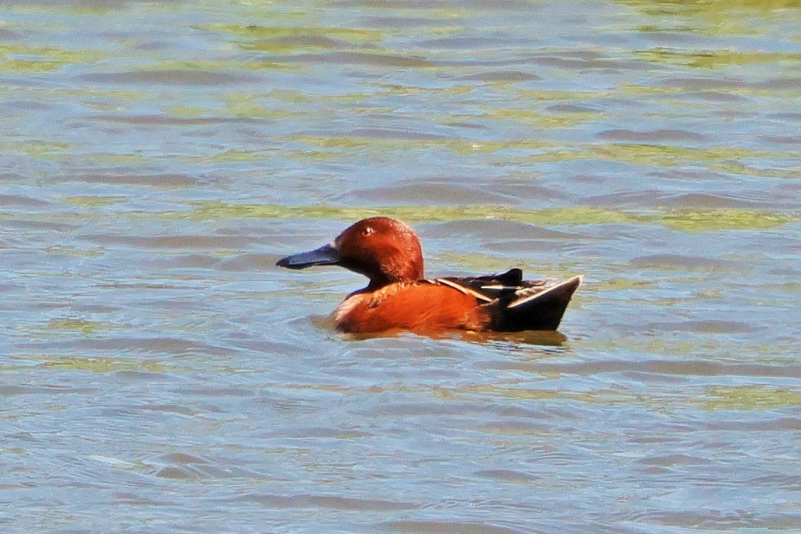 Cinnamon Teal - ML620731015