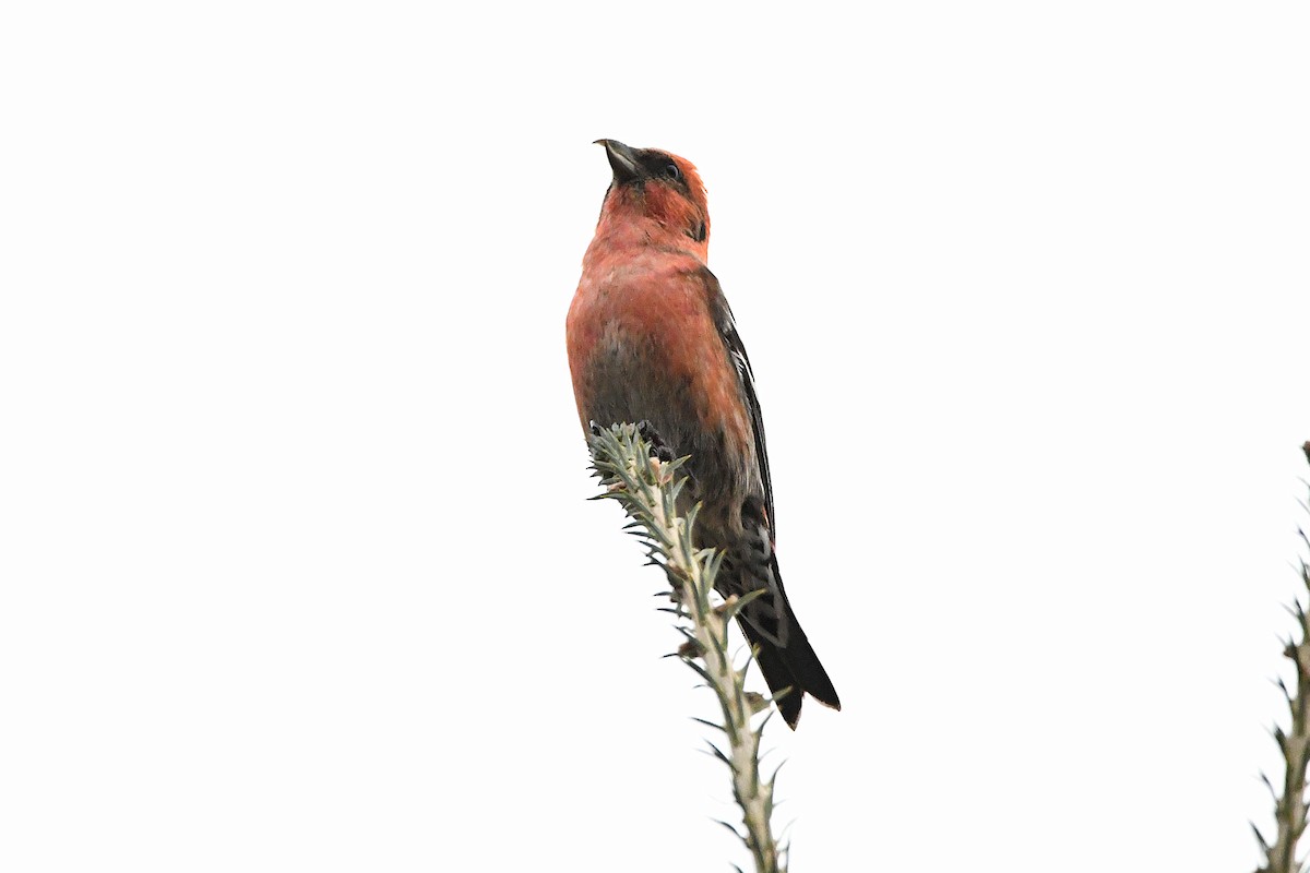 White-winged Crossbill - ML620731016