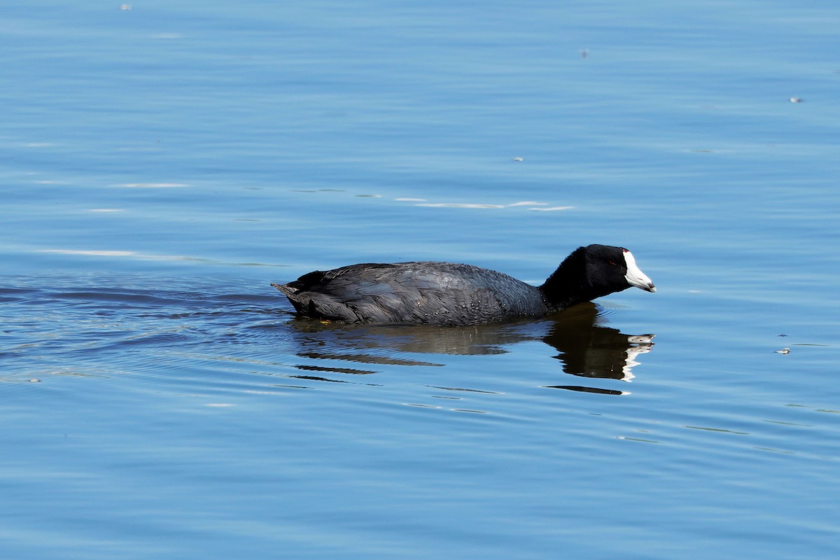 American Coot - Risë Foster-Bruder