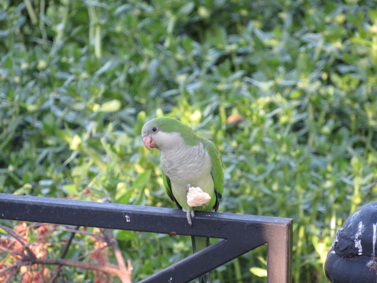 Monk Parakeet - ML620731025