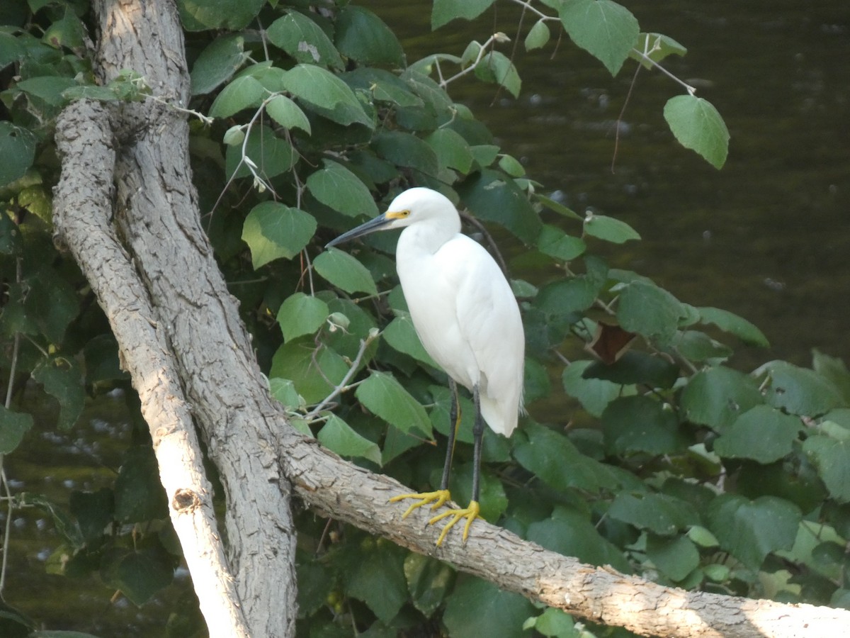 Great Egret - Stephanie Delaney