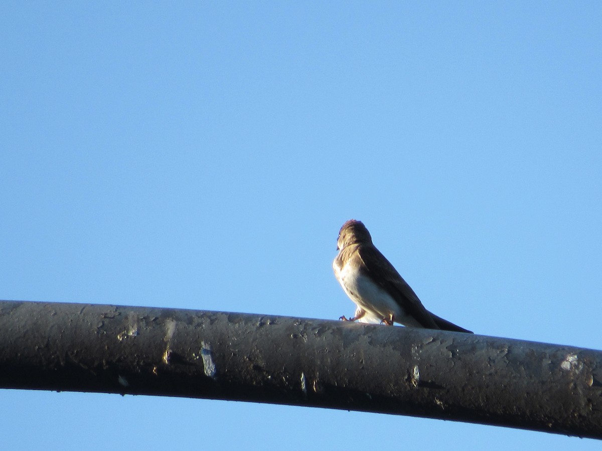 Brown-chested Martin - ML620731030