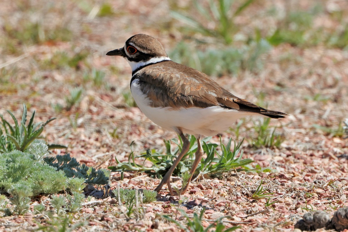 Killdeer - ML620731034