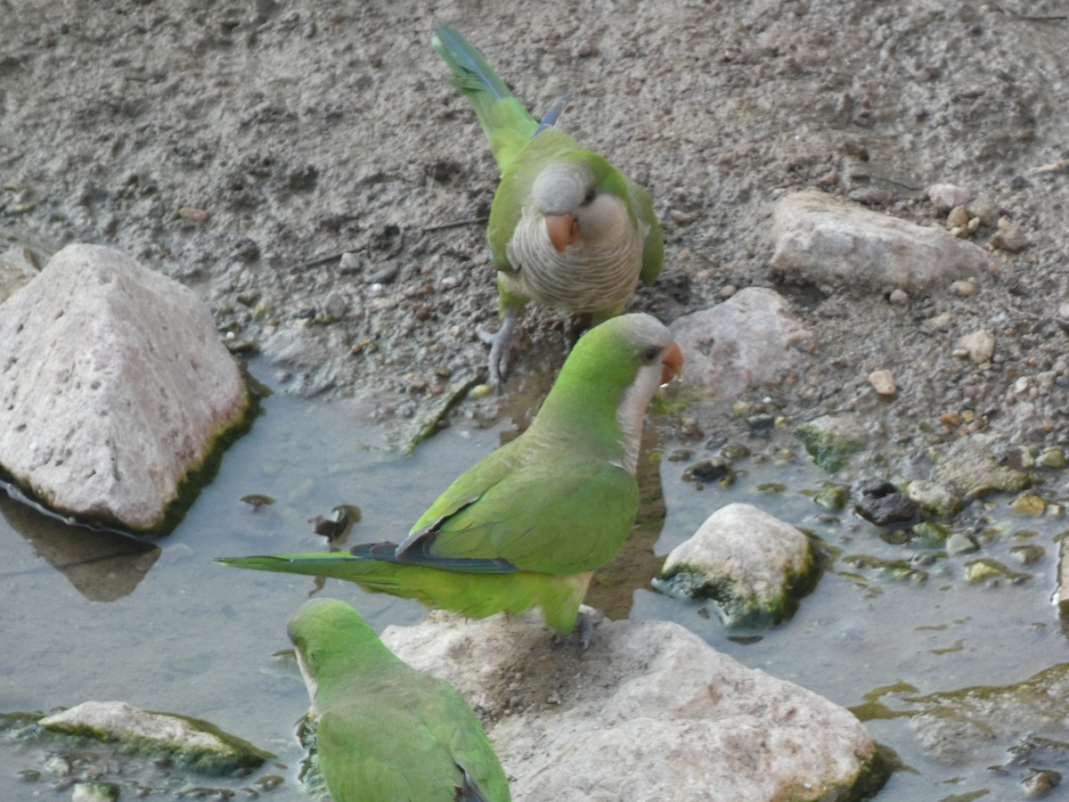 Monk Parakeet - ML620731036