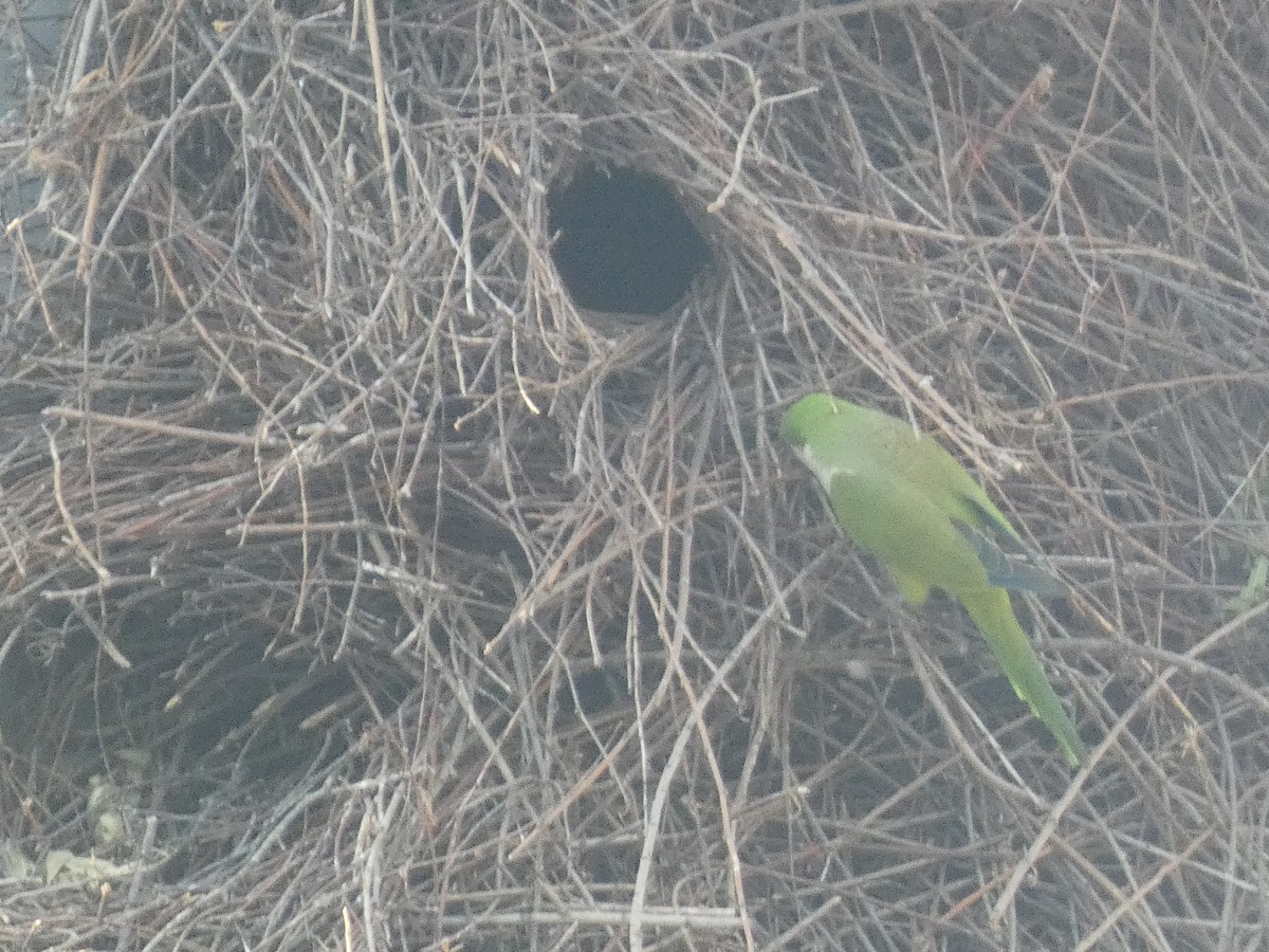 Monk Parakeet - ML620731037