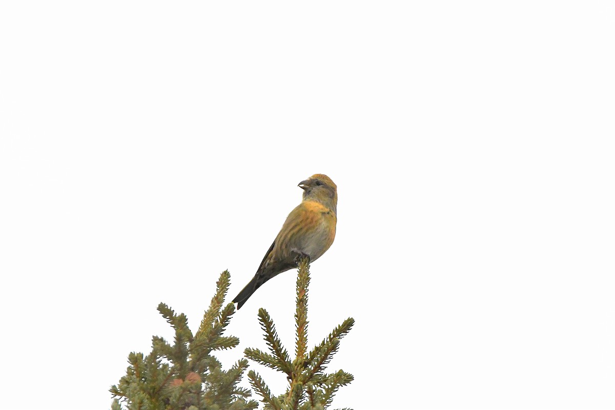 White-winged Crossbill - ML620731040