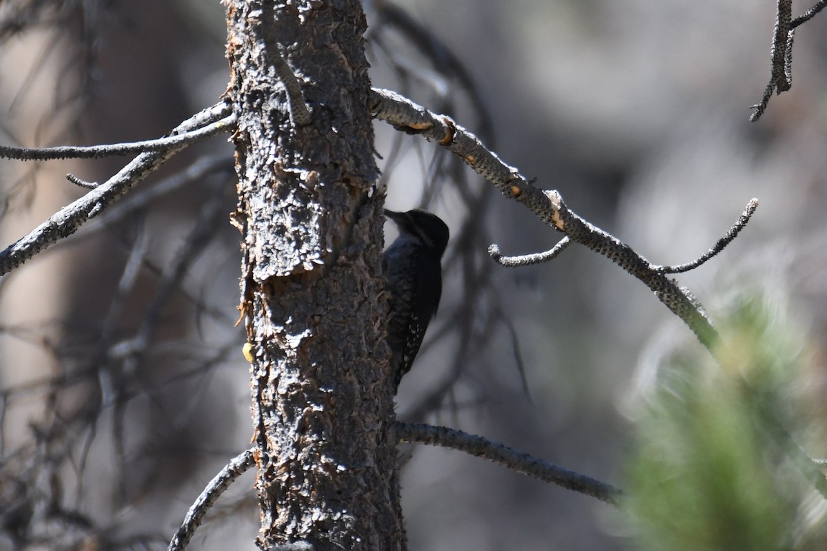 Black-backed Woodpecker - Colin Dillingham