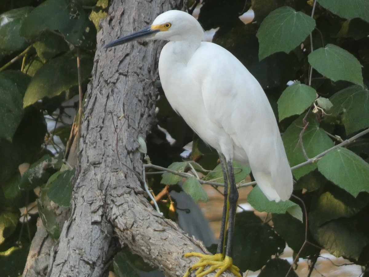 Great Egret - ML620731045