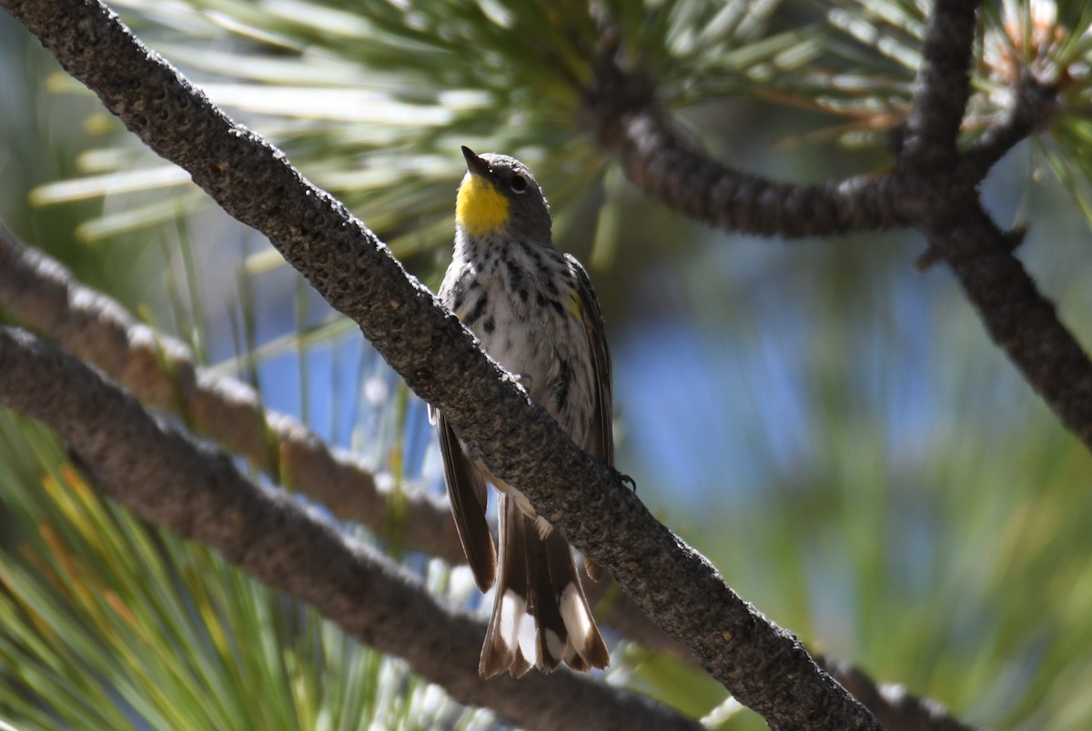 Yellow-rumped Warbler (Audubon's) - ML620731063