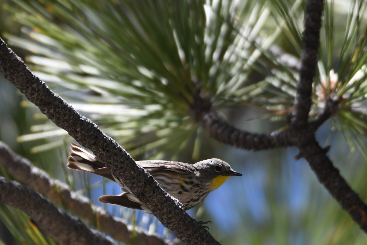 Yellow-rumped Warbler (Audubon's) - ML620731064