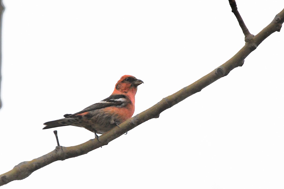 White-winged Crossbill - ML620731067