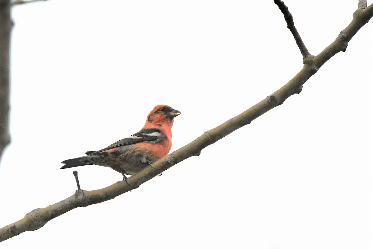 White-winged Crossbill - ML620731068