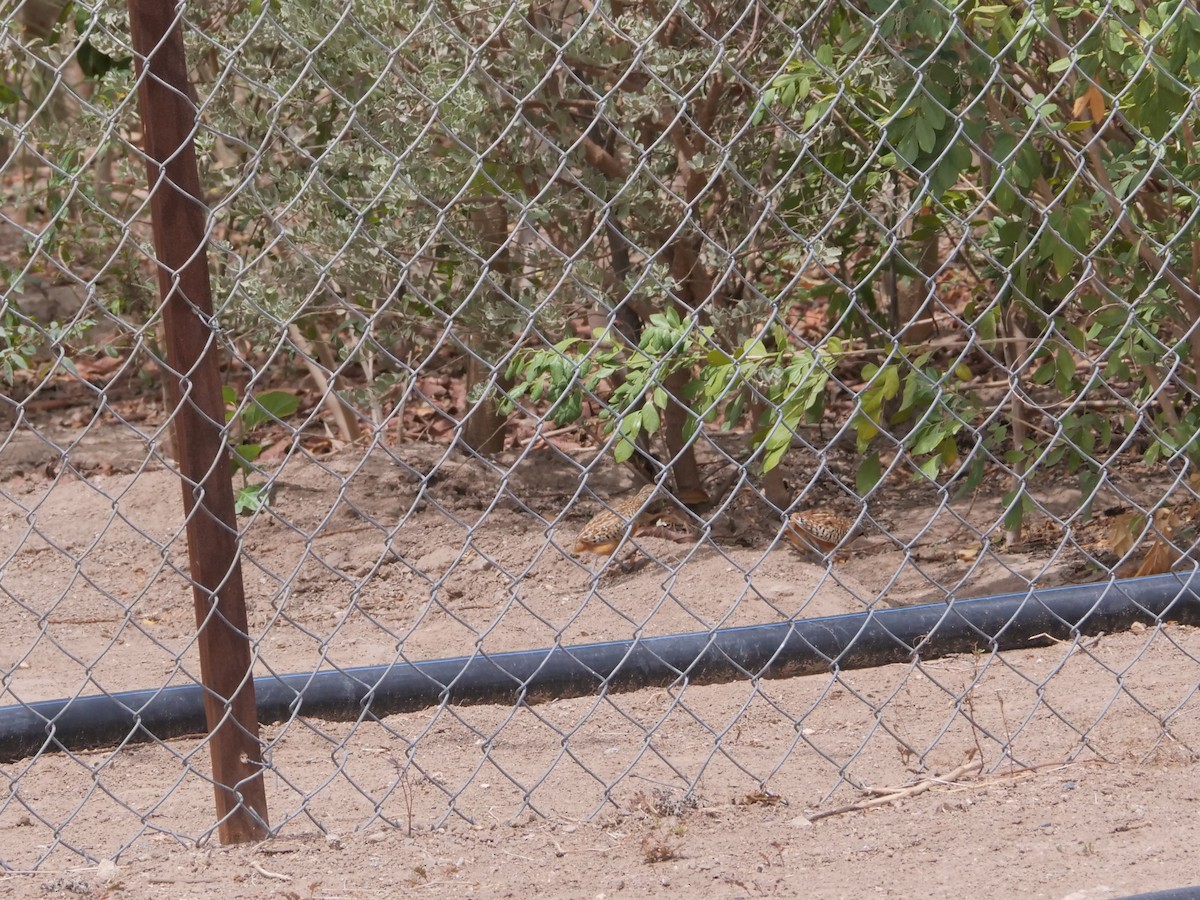 Barred Buttonquail - ML620731070