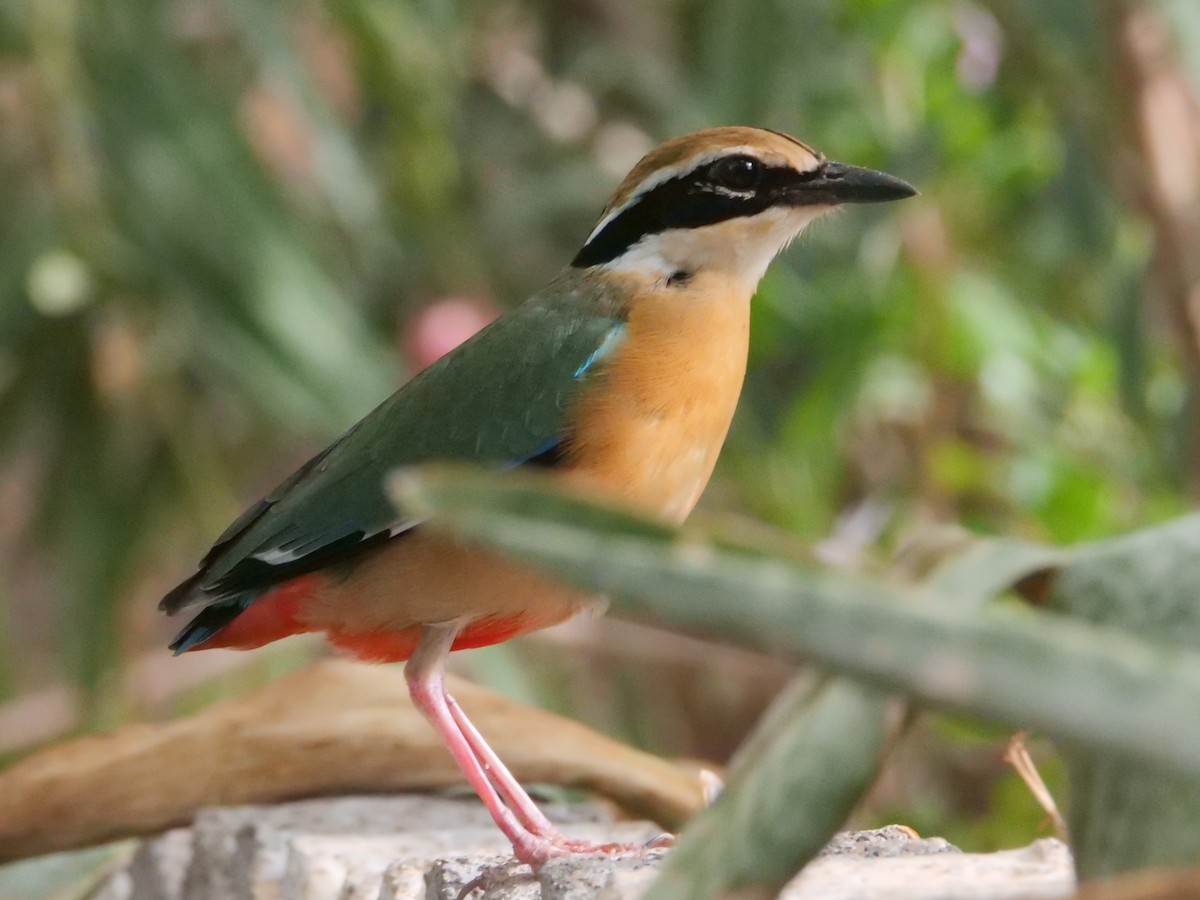 Indian Pitta - ML620731072