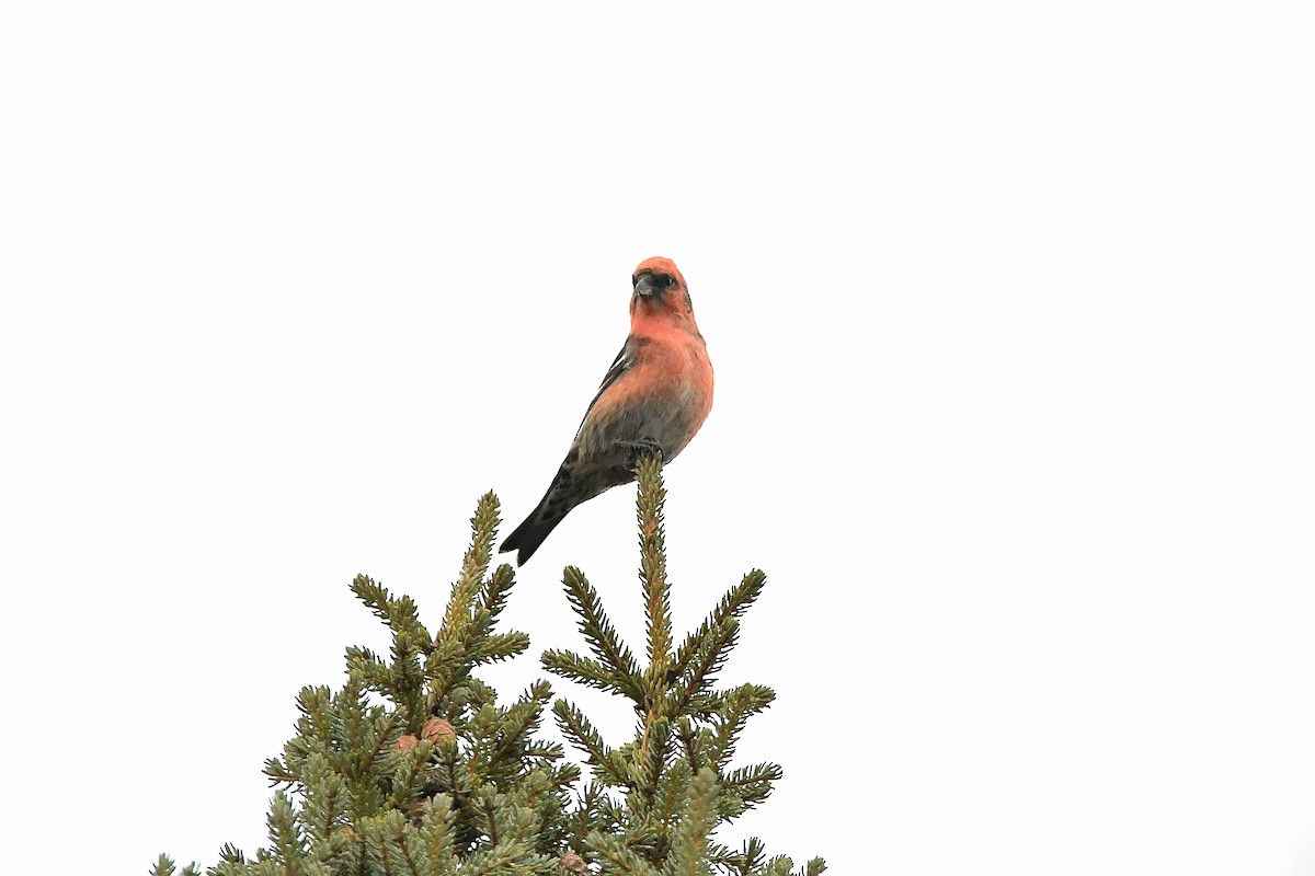 White-winged Crossbill - ML620731073