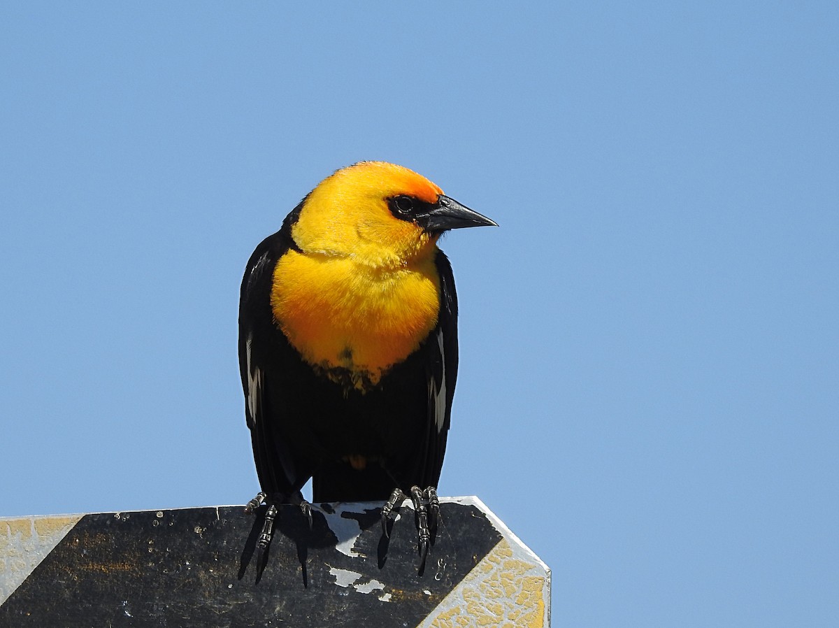 Yellow-headed Blackbird - ML620731074