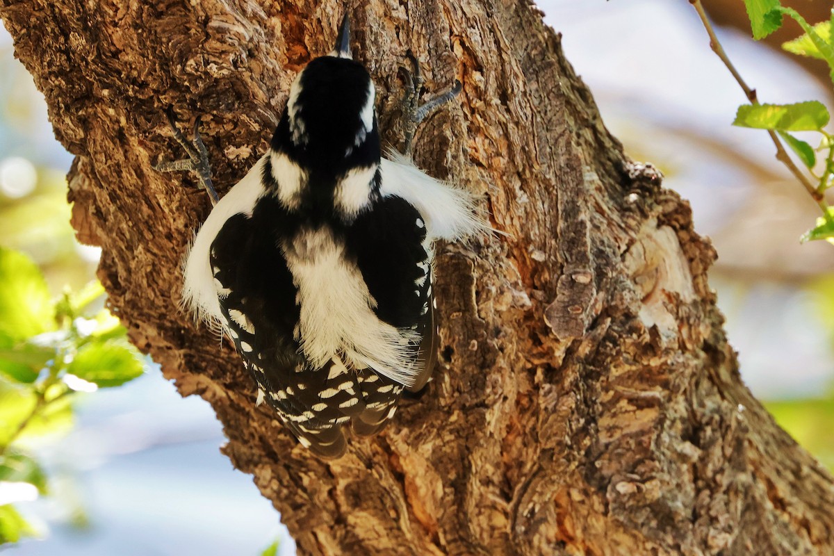 Downy Woodpecker - ML620731075