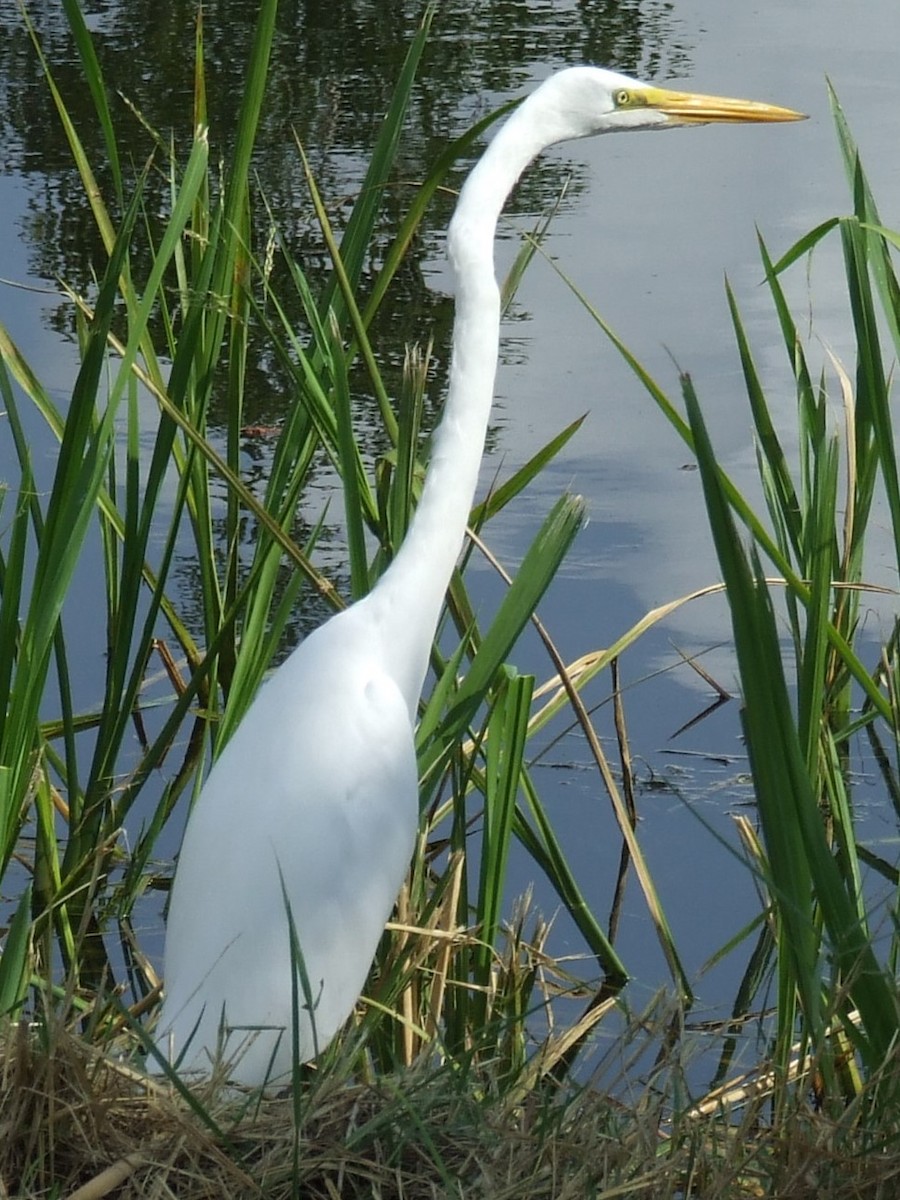 Great Egret - ML620731086