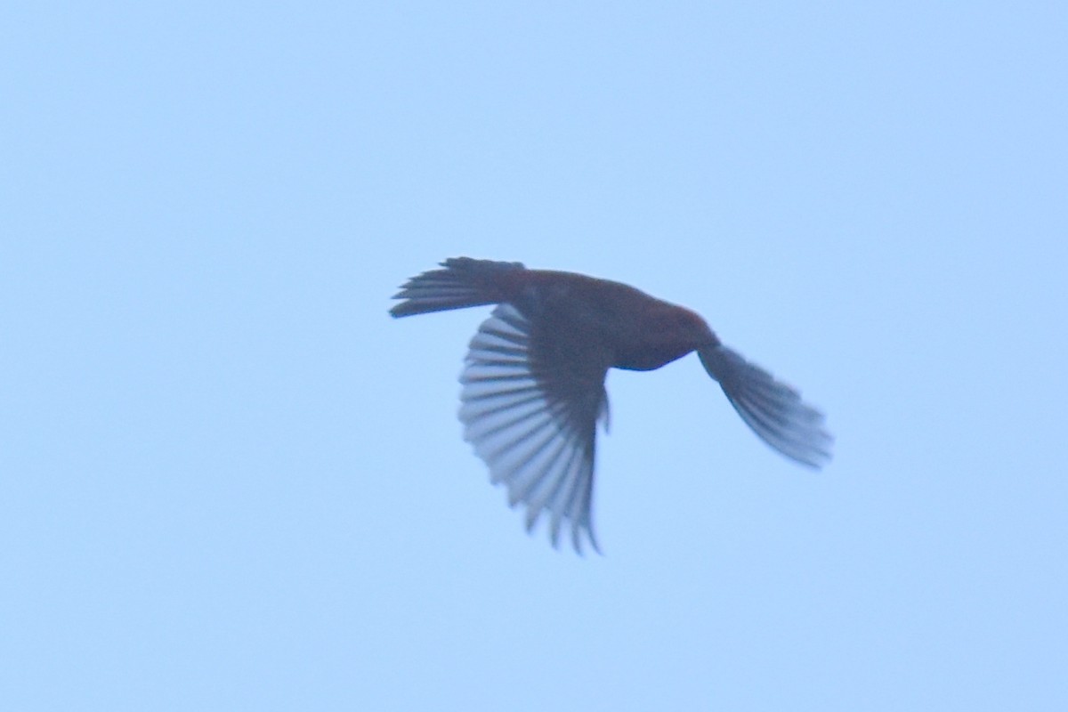 Purple Finch - ML620731087