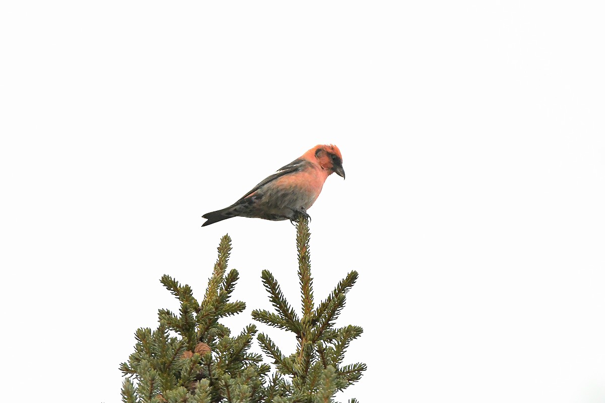 White-winged Crossbill - ML620731089