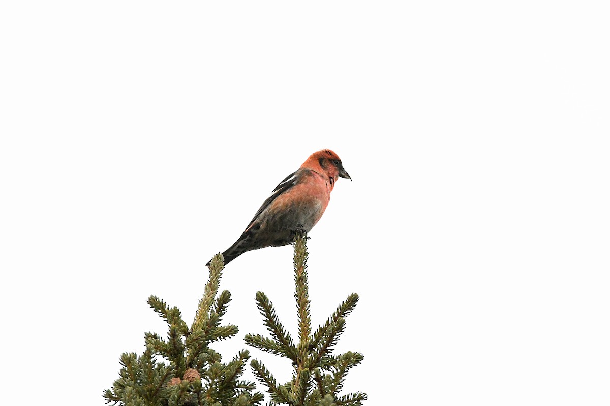 White-winged Crossbill - ML620731090