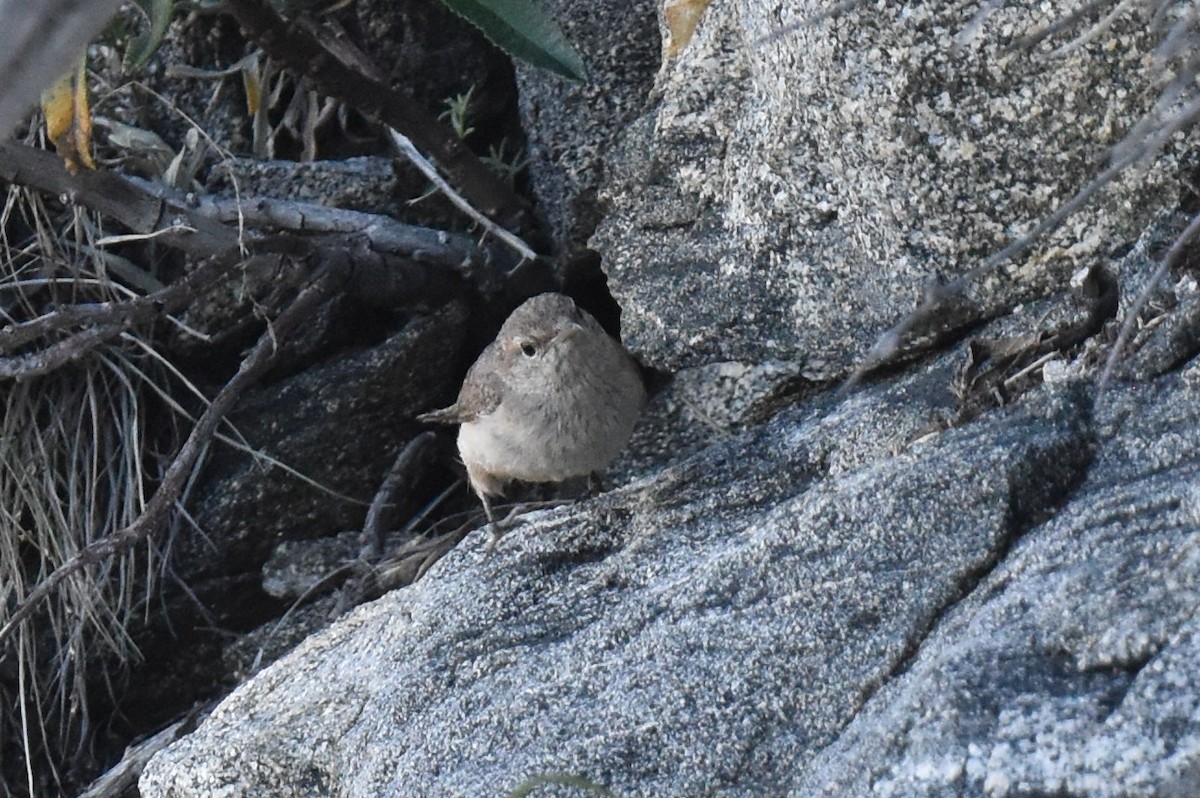 Rock Wren - ML620731091